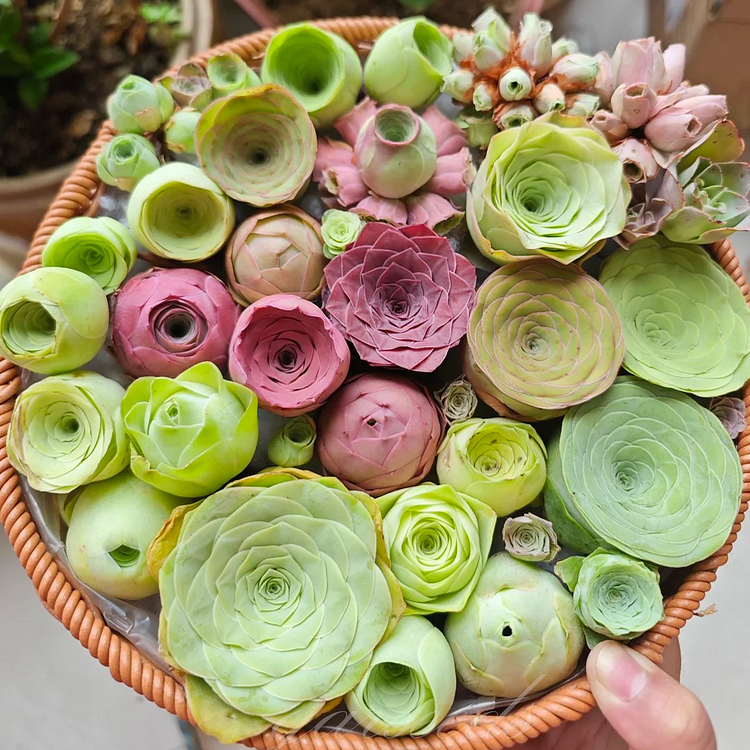 Mountain Rose Succulent Seeds